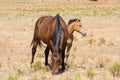 A bay mare grazing in a desert field with her foal behind and to the side Royalty Free Stock Photo