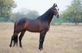 Dark bay Marwari colt poseing in garden. cloudy morning. India