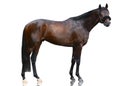 The dark bay powerfull thoroughbred stallion standing isolated on white background.  Side view Royalty Free Stock Photo