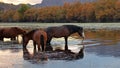 Dark bay sorrel wild horse stallion grazing on underwater grass at sunset in the Salt River near Mesa Arizona USA Royalty Free Stock Photo