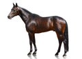 The dark bay sport horse stand isolated on white background.