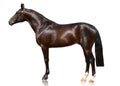 Dark bay sport horse standing isolated on white background. Side view Royalty Free Stock Photo