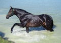 The dark bay warmblood horse in water in hot summer day