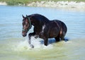The dark bay warmblood horse in water in hot summer day