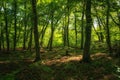 Dark beech forest in the Hainich National Park Royalty Free Stock Photo