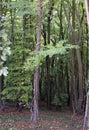 Dark Beech Woodland