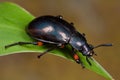 A dark beetle Royalty Free Stock Photo