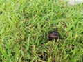 Dark beetle bug try to go down into the green grass and soil ground. Royalty Free Stock Photo