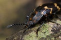 Dark Beetle macro Royalty Free Stock Photo