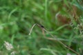 A dark beetle sits on a plant Royalty Free Stock Photo