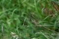 A dark beetle sits on a plant Royalty Free Stock Photo