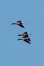 Dark-bellied Brent Geese or Dark-bellied Brant. Royalty Free Stock Photo