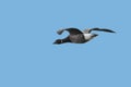 A Dark-bellied Brent Goose in flight. Royalty Free Stock Photo