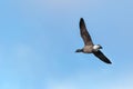 A Dark-bellied Brent Goose in flight. Royalty Free Stock Photo