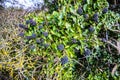 Dark berries of the Ivy Hedera helix much loved by birds recovering from winter