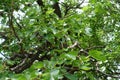 Dark berries in the leafage of mulberry in July