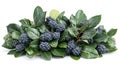 Dark berries and lush foliage Royalty Free Stock Photo