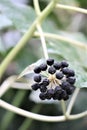 Dark berry spike on bush