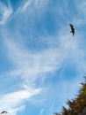 Dark bird flying in a blue sky with palm fronds Royalty Free Stock Photo