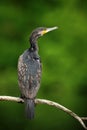 Dark bird Great Cormorant, Phalacrocorax carbo, sitting on the branch with clear green background Royalty Free Stock Photo