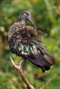 Dark bird Hadada Ibis, Bostrychia hagedash, sitting on the branch with green background, South Africa