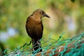 Dark bird in a profile