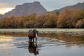 Dark black brown wild horse stallion walking in Salt River near Mesa Arizona USA Royalty Free Stock Photo