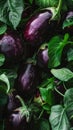 Dark, almost black eggplants with glistening skins nestled in a bed of fresh, green leaves.