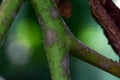 Tomato plant stem affected by Late Blight - Phytophthora infestans. Royalty Free Stock Photo