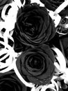Dark black roses Royalty Free Stock Photo