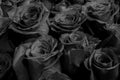 Dark black roses