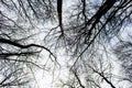 Dark, black, spooky tree in forest on a sky background