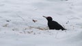 Black woodpecker Dryocopus martius on a snowy ground pecking wood