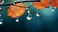 Dark Blue And Aquamarine Water Drops On Autumn Leaves Wallpaper Royalty Free Stock Photo