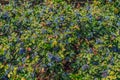 Dark blue berries among green-red leaves of the Oregon grape, close-up Royalty Free Stock Photo