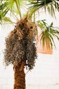 Dark blue bunches of dates on a palm tree against the backdrop of a building wall. Close-up Royalty Free Stock Photo