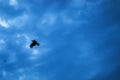 dark blue cloud with white light sky background, flying crow Royalty Free Stock Photo