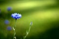 Dark blue cornflower Royalty Free Stock Photo