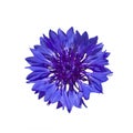 Dark Blue cornflower Royalty Free Stock Photo