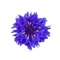 Dark Blue cornflower Royalty Free Stock Photo