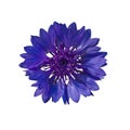Dark Blue cornflower Royalty Free Stock Photo