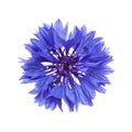 dark blue cornflower Royalty Free Stock Photo