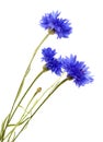 dark blue cornflower Royalty Free Stock Photo