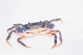 Dark blue crab Royalty Free Stock Photo