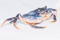 Dark blue crab Royalty Free Stock Photo