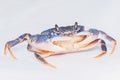 Dark blue crab Royalty Free Stock Photo