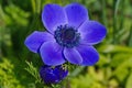 A dark blue crown anemone with a bud in spring .