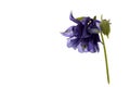 Inconspicuous wild flower on a white background