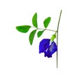 Dark blue flower or clitoria ternatea with green leaf isolated on white background Royalty Free Stock Photo