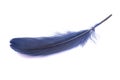Dark Blue fluffy feather isolated on the white Royalty Free Stock Photo